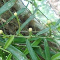 Pothos hookeri Schott